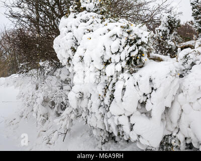 East Lothian, Ecosse, Royaume-Uni, 2 mars 2018. Météo France : la "bête de l'Est arctique' agrippe le paysage rural. Les amoncellements de neige sur certaines sections de la route sont plusieurs pieds de haut dans les lieux, créant un pays des merveilles d'hiver avec scène les traces de pneus du tracteur sur la route couverte de neige Banque D'Images