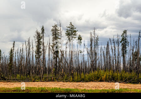 Forêt brûlée, de grands arbres avec des troncs calcinés et l'écorce, les herbes et les buissons vert, jaune jetons de arbres, ciel gris avec des nuages un jour d'été Banque D'Images