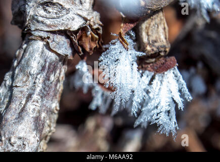 Détail de givre sur une branche de vigne. L'eau congelée gouttes créer de belles formes. Banque D'Images