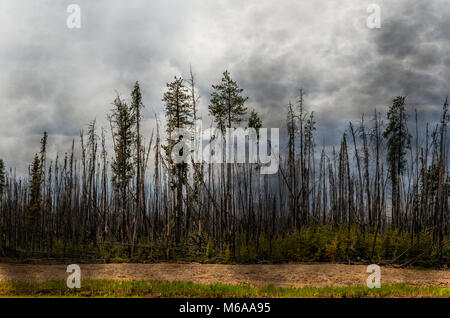 Forêt brûlée, de grands arbres avec des troncs calcinés et l'écorce, les herbes et les buissons vert, jaune jetons de arbres, ciel gris avec des nuages un jour d'été Banque D'Images