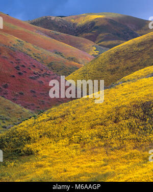 Fleurs sauvages, Tremblor Range, Carrizo Plain National Monument, San Luis Obispo County, Californie Banque D'Images