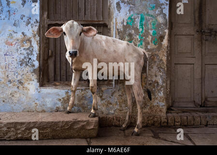 Portrait d'une vache debout dans la rue à Varanasi, Inde. Banque D'Images