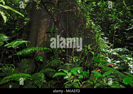 Bosque Caricias, d''une réserve écologique, situé à Concepción de San Isidro de San Jose au Costa Rica, offre des visites de la forêt primaire. Banque D'Images