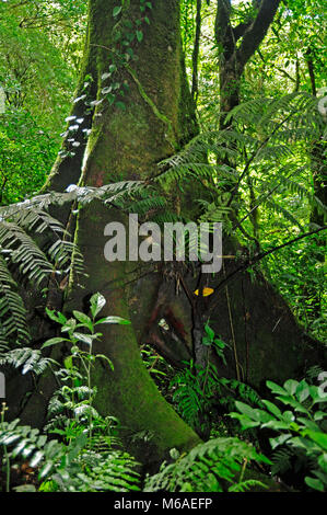 Sentier de forêt luxuriante dans Bosque Caricias est une réserve écologique privée, situé à Concepción de San Isidro de Heredia. Banque D'Images