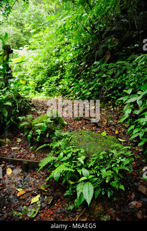 Le Trailside fougères dans Bosque Caricias, d''une réserve écologique, situé à Concepción de San Isidro de Heredia. Banque D'Images