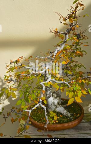 Bonsai ("la plantation du bac") est une forme d'art japonais à l'aide d'arbres cultivés en conteneurs. Banque D'Images