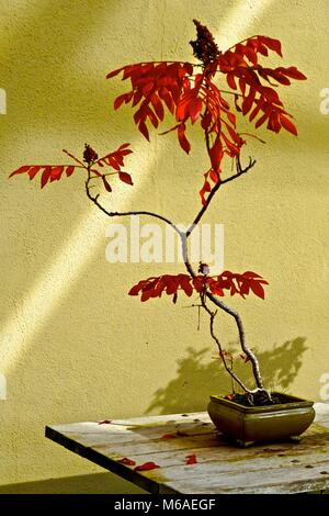 Bonsai ("la plantation du bac") est une forme d'art japonais à l'aide d'arbres cultivés en conteneurs. Banque D'Images