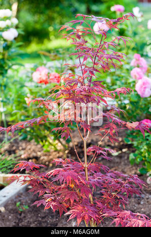 'Atropurpureum' érable japonais, Japanese lönn (Acer palmatum) Banque D'Images