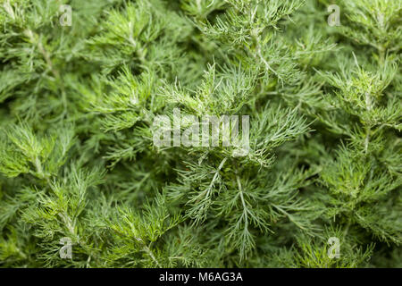 Southernwood, Åbrodd (Artemisia abrotanum) Banque D'Images