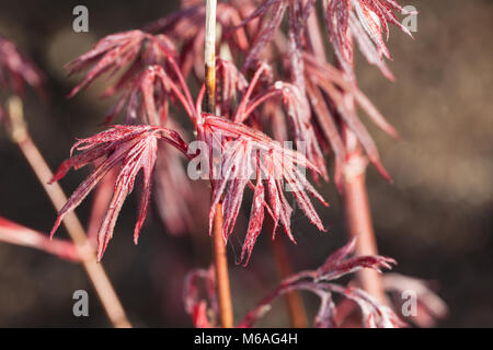 'Atropurpureum' érable japonais, Japanese lönn (Acer palmatum) Banque D'Images