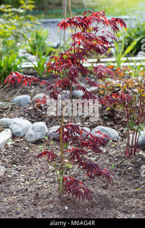 'Atropurpureum' érable japonais, Japanese lönn (Acer palmatum) Banque D'Images