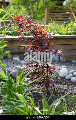 'Atropurpureum' érable japonais, Japanese lönn (Acer palmatum) Banque D'Images