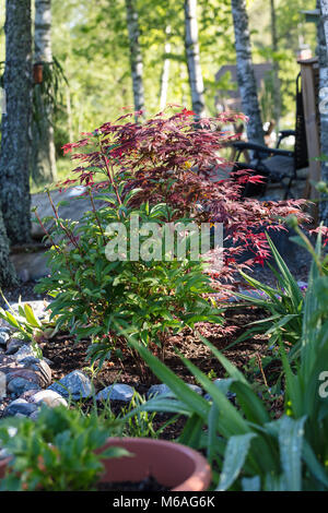 'Atropurpureum' érable japonais, Japanese lönn (Acer palmatum) Banque D'Images