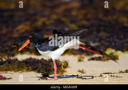 L'huîtrier pie (Haematopus longirostris) c'est l'étirement sur l'aile plage près de seaweed Banque D'Images