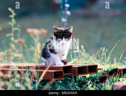 Mignon petit chaton abandonné assis dehors seul dans l'herbe sur la rue Banque D'Images