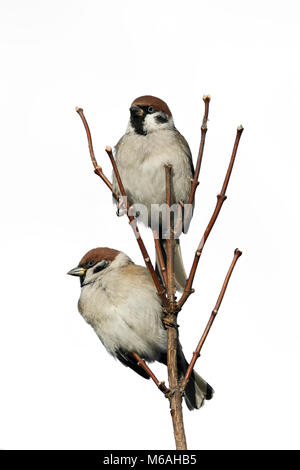 Une paire d'oiseaux, peu drôle Sparrow assis sur une branche isolée sur fond blanc Banque D'Images