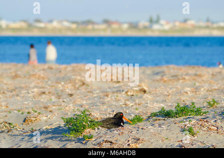 L'huîtrier pie (Haematopus longirostris) assis sur son nid dans les dunes comme des gens marcher par. Banque D'Images
