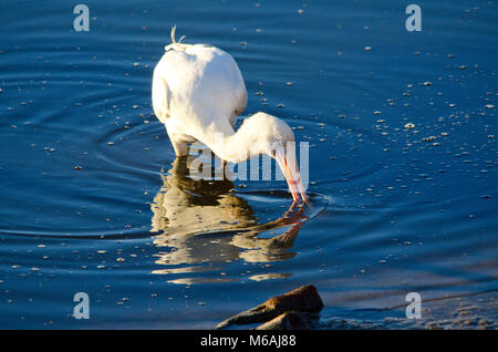 Yellow-spatule blanche (Platalea flavipes) chercheurs d'alimentaires dans le lac Banque D'Images