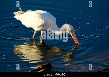 Yellow-spatule blanche (Platalea flavipes) chercheurs d'alimentaires dans le lac Banque D'Images