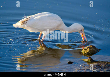 Yellow-spatule blanche (Platalea flavipes) chercheurs d'alimentaires dans le lac Banque D'Images