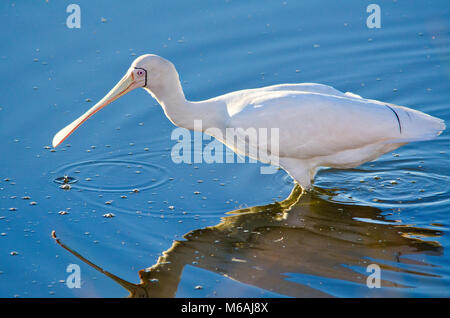 Yellow-spatule blanche (Platalea flavipes) chercheurs d'alimentaires dans le lac Banque D'Images