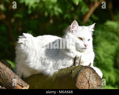 Chat blanc avec heterochromia iridis sitting on a log outdoor Banque D'Images