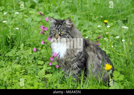 Chat norvégien assis dans un champ de fleurs sauvages Banque D'Images