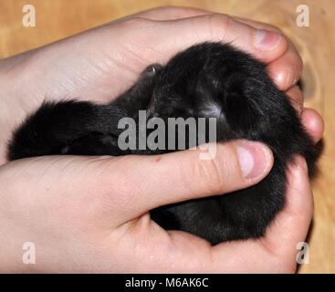 Femme tenant un chaton nouveau-né dans ses mains Banque D'Images