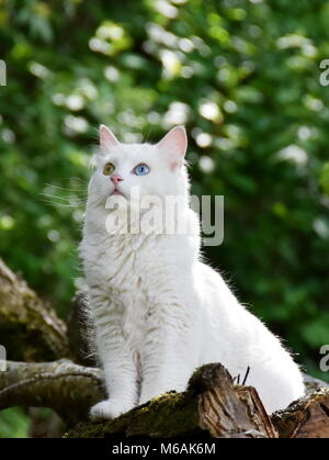 Chat blanc avec heterochromia iridis sitting on a log outdoor Banque D'Images