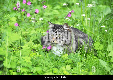 Chat norvégien assis dans un champ de fleurs sauvages Banque D'Images