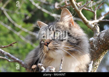 Chat norvégien assis dans un arbre Banque D'Images