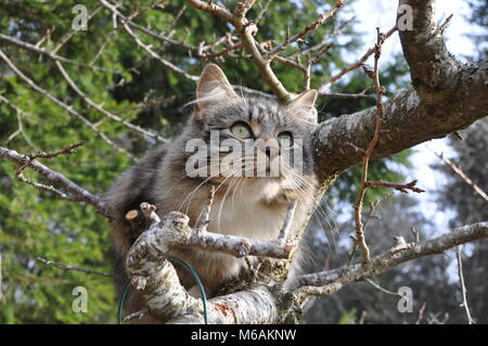 Chat norvégien assis dans un arbre Banque D'Images