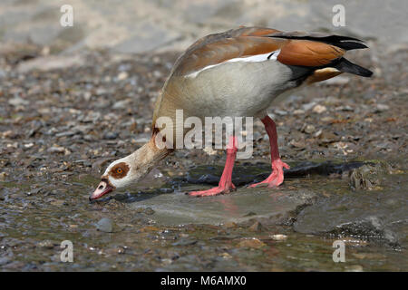 Egyptian goose (Alopochen aegyptiacus), d'oiseaux adultes des boissons au bord de la Moselle, Rhénanie-Palatinat, Allemagne Banque D'Images
