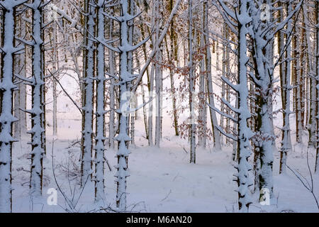 Les troncs des arbres couverts de neige, forêt mixte, près de Dietramszell, Upper Bavaria, Bavaria, Germany Banque D'Images