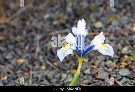 Iris reticulata 'Sea Breeze' fleur. Banque D'Images