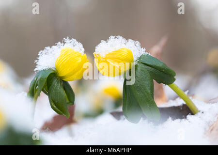 Eranthis hyemalis aconites (hiver), neige-couvertes, Hesse, Allemagne Banque D'Images