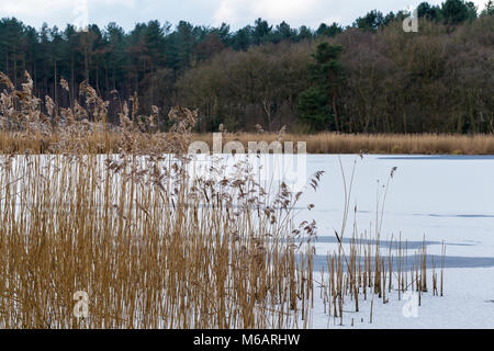 Neige sur le lac gelé à Hatchmere Réserve naturelle en Delamere Forest Park, au sud-est de Frodsham, Cheshire, Angleterre le dernier jour de février 2018 Banque D'Images