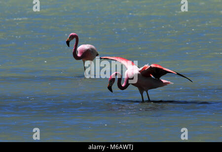 Flamingos dans les lagunes altiplaniques du désert d'Atacama, au Chili Banque D'Images