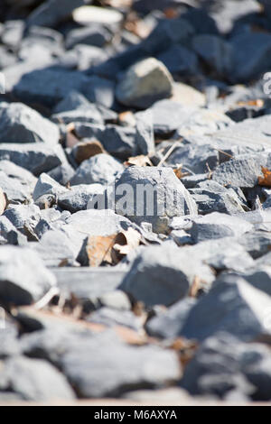 Close up of sharp, Gray Rocks et les feuilles de gravier Banque D'Images