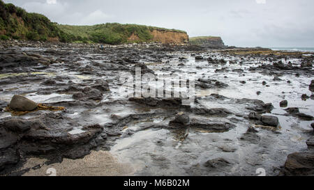 Forêt Pétrifiée sous la pluie à Curio Bay, île du Sud, Nouvelle-Zélande Banque D'Images