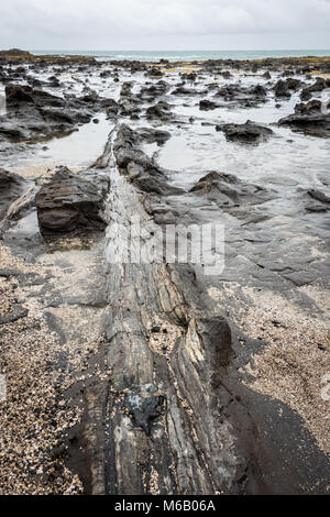 Forêt Pétrifiée sous la pluie à Curio Bay, île du Sud, Nouvelle-Zélande Banque D'Images