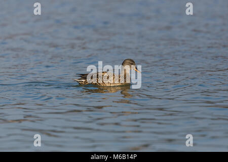 Le canard chipeau femelle naturel (Anas strepera) Nager dans l'eau bleue Banque D'Images