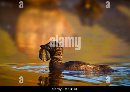 Canard musqué (Biziura lobata) montrant le projet de loi ci-dessous du lobe. Les zones humides de la CVAA Réserver l'ouest de l'Australie Banque D'Images