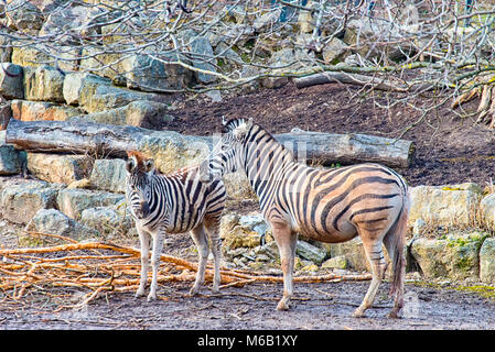 La mère et l'enfant Zebra Banque D'Images