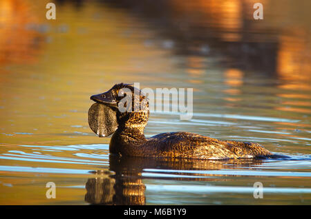 Canard musqué (Biziura lobata) montrant le projet de loi ci-dessous du lobe. Les zones humides de la CVAA Réserver l'ouest de l'Australie Banque D'Images