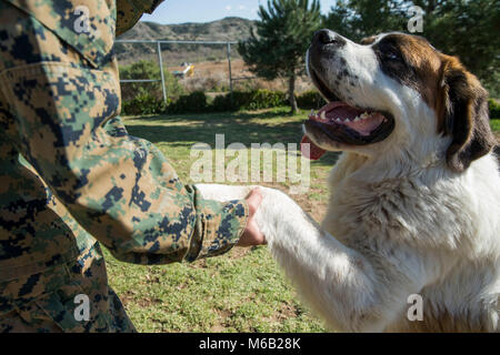 Dover est un 1 et demi ans Saint Bernard. Il est formé pour s'asseoir, de poser et de donner sa patte. Dover aime trop câlin mais a l'énergie pour courir et jouer aussi. Il est disponible pour adoption à la Camp Pendleton Refuge d'animaux, situé dans la zone 25. Pour plus d'informations veuillez contacter le refuge au 760-725-8120. (U.S. Marine Corps Banque D'Images