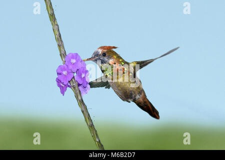 - Lophornis ornatus Coquette touffetée mâle immature - Banque D'Images