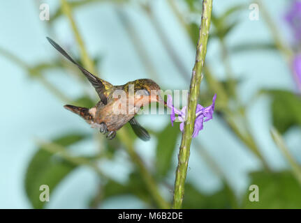 - Lophornis ornatus Coquette touffetée - femelle Banque D'Images