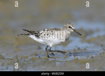 Bécasseau à croupion blanc - Calidris fuscicollis) Banque D'Images