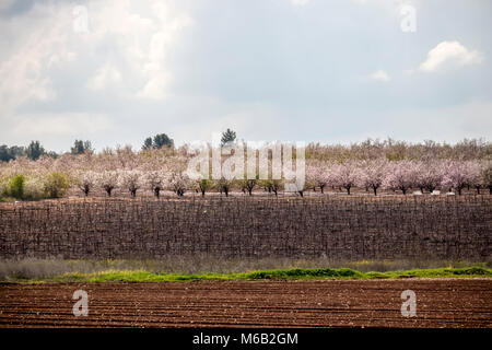 Champ labouré en face d'un vignoble et un jardin de fleurs aux amandes Banque D'Images